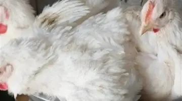 الدواجن والكتكوت الأبيض.. قائمة الأسعار التفصيلية في الشركات والمزارع منذ 37 دقيقة